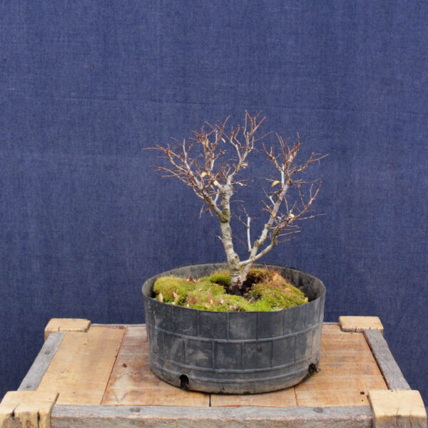 Ulmus parvifolia #16 - Imagen 4
