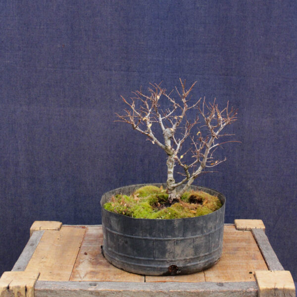 Ulmus parvifolia #16 - Imagen 5