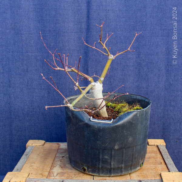 Acer palmatum "Aka shigitatsu sawa" #7