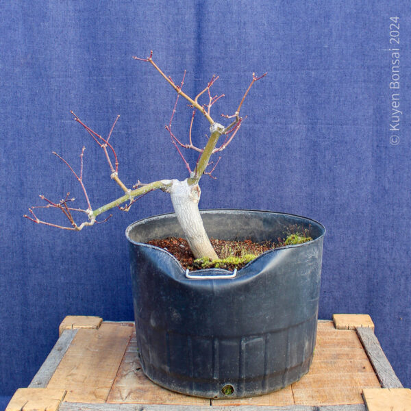 Acer palmatum "Aka shigitatsu sawa" #7 - Imagen 2