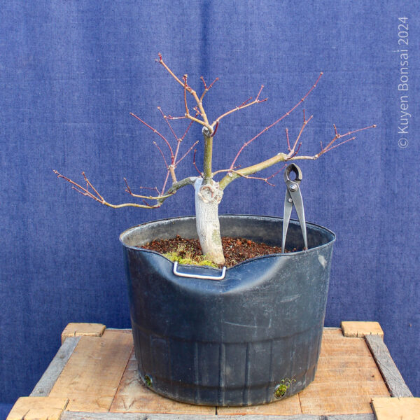 Acer palmatum "Aka shigitatsu sawa" #7 - Imagen 3