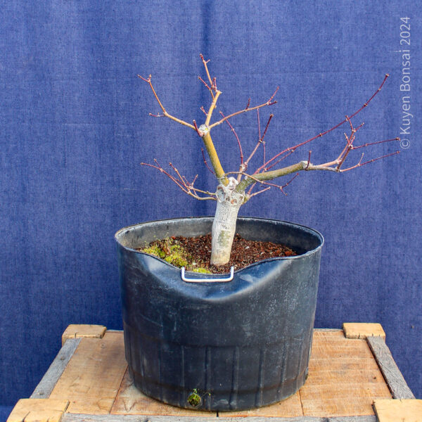 Acer palmatum "Aka shigitatsu sawa" #7 - Imagen 4