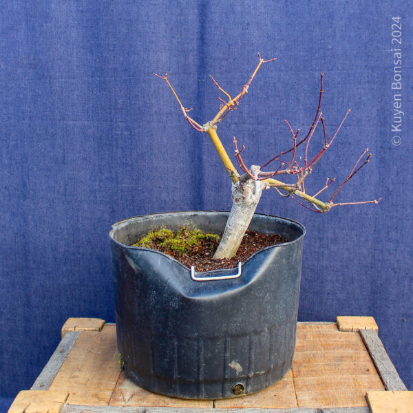 Acer palmatum "Aka shigitatsu sawa" #7 - Imagen 5