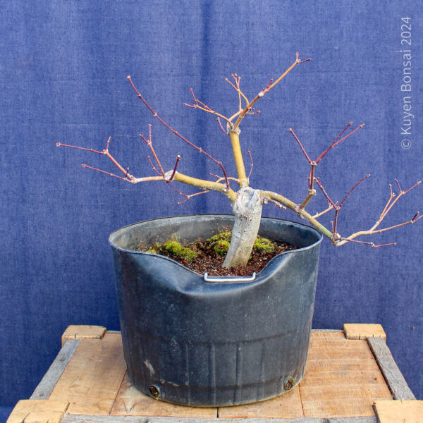 Acer palmatum "Aka shigitatsu sawa" #7 - Imagen 6