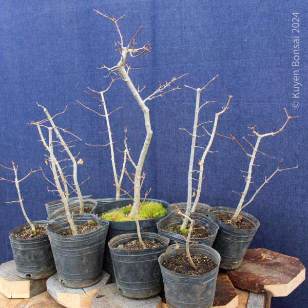 Acer buergerianum - Kit bosque #1