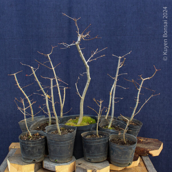 Acer buergerianum - Kit bosque #1 - Imagen 2