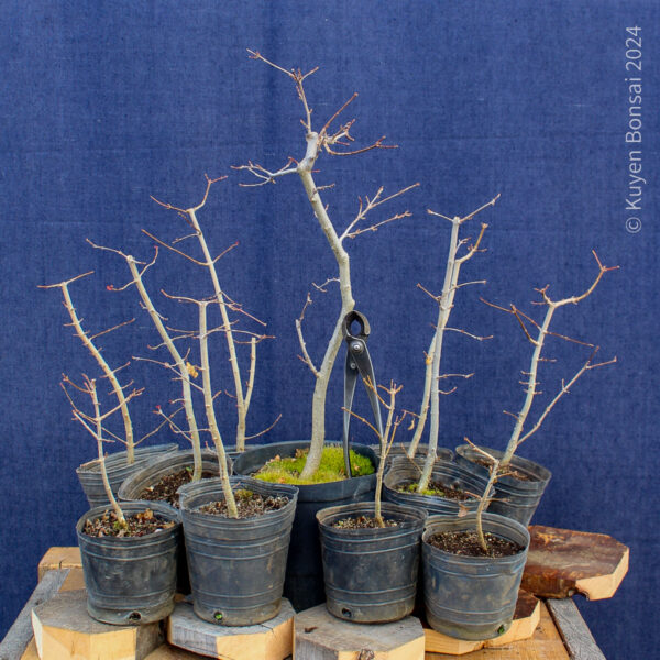 Acer buergerianum - Kit bosque #1 - Imagen 3