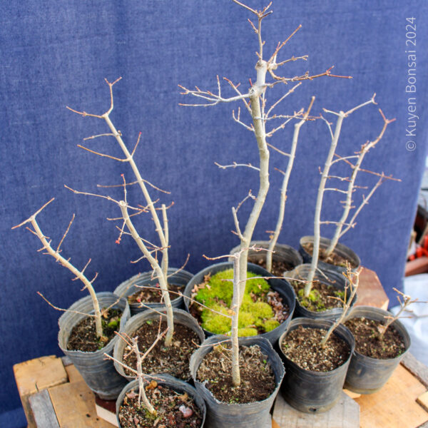 Acer buergerianum - Kit bosque #1 - Imagen 4