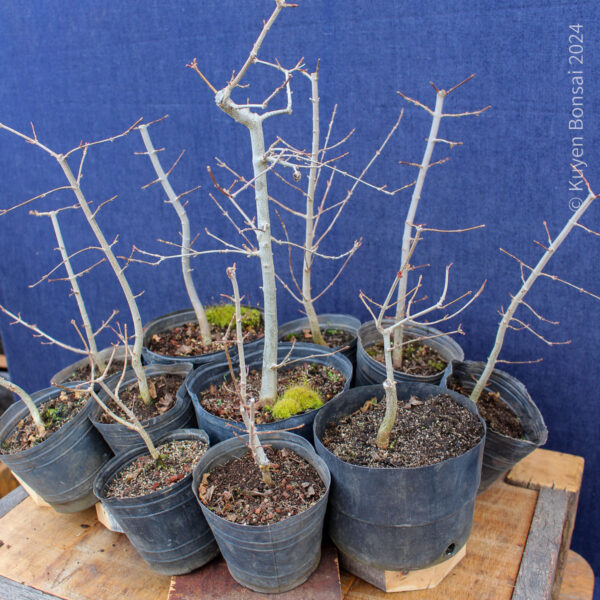Acer buergerianum - Kit bosque #1