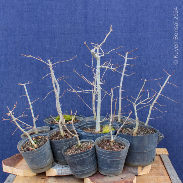 Acer buergerianum - Kit bosque #1 - Imagen 2
