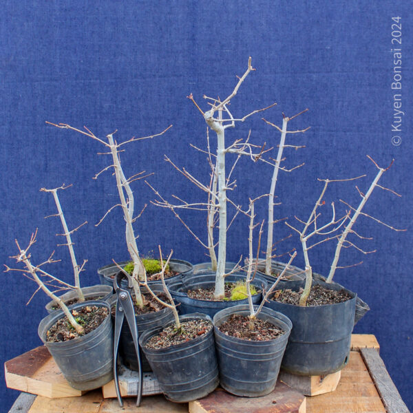 Acer buergerianum - Kit bosque #1 - Imagen 3