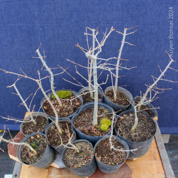 Acer buergerianum - Kit bosque #1 - Imagen 4