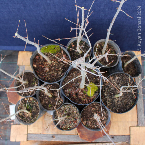 Acer buergerianum - Kit bosque #1 - Imagen 5