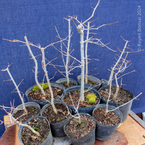 Acer buergerianum - Kit bosque #1 - Imagen 6