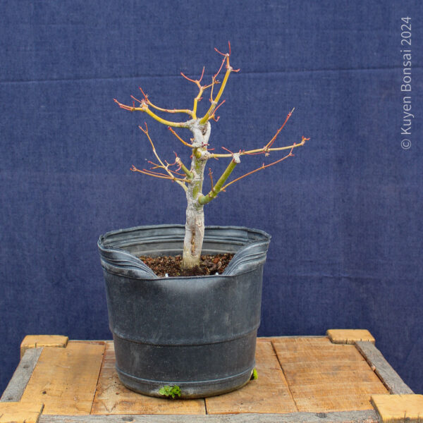 Acer palmatum #22 - Imagen 6