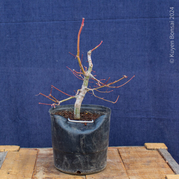 Acer palmatum #29