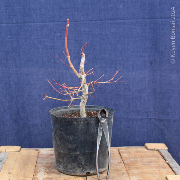 Acer palmatum #29 - Imagen 2