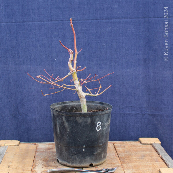 Acer palmatum #29 - Imagen 3