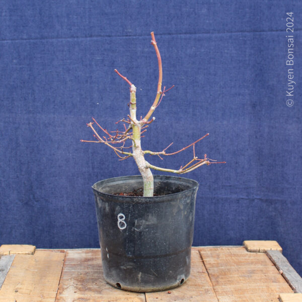 Acer palmatum #29 - Imagen 4
