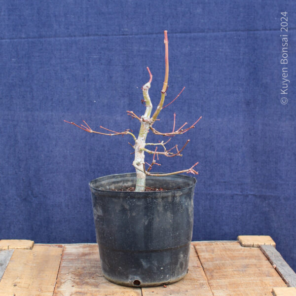 Acer palmatum #29 - Imagen 5