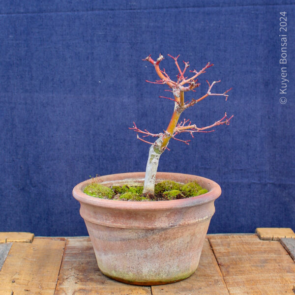 Acer palmatum #30