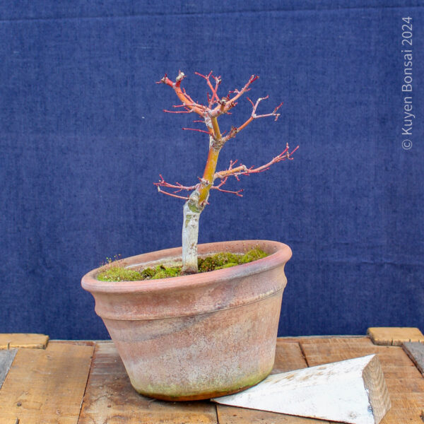 Acer palmatum #30 - Imagen 2