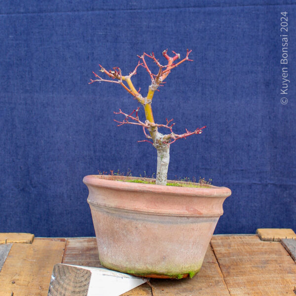 Acer palmatum #30 - Imagen 4