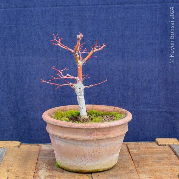 Acer palmatum #30 - Imagen 6