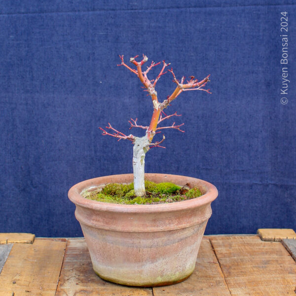 Acer palmatum #30 - Imagen 7