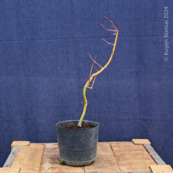 Acer palmatum #33