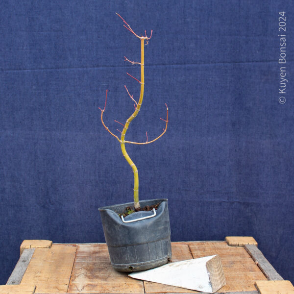 Acer palmatum #33 - Imagen 2