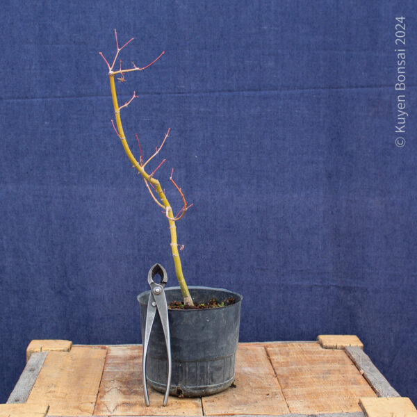 Acer palmatum #33 - Imagen 3