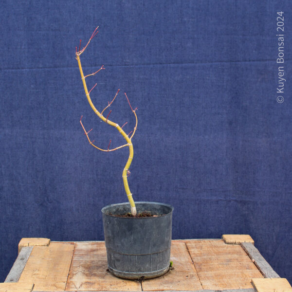 Acer palmatum #33 - Imagen 4