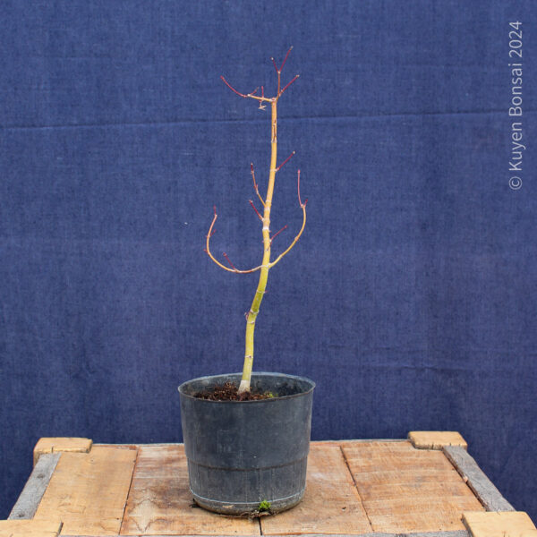 Acer palmatum #33 - Imagen 5