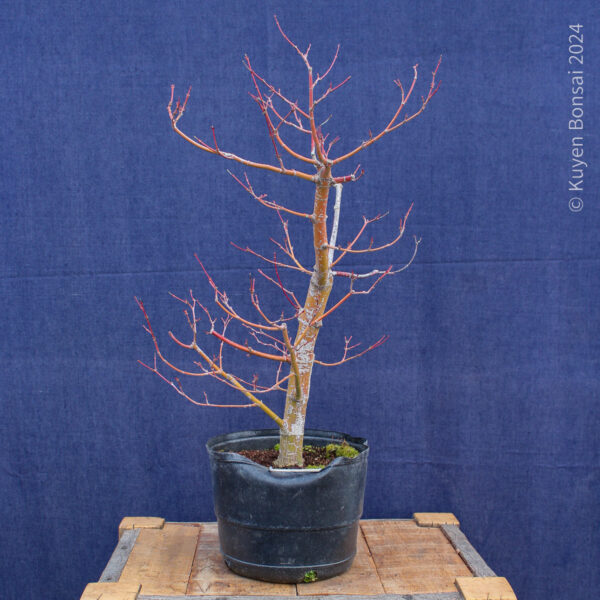 Acer palmatum #34