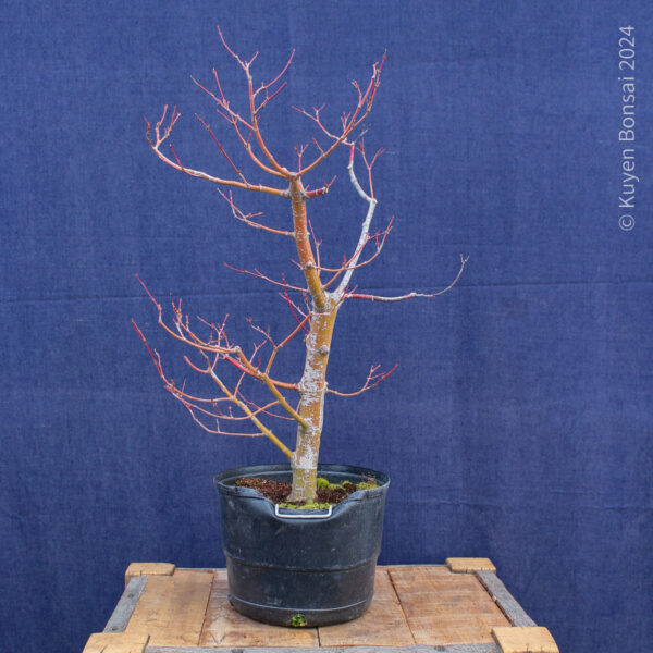 Acer palmatum #34 - Imagen 2