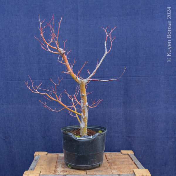 Acer palmatum #34 - Imagen 3