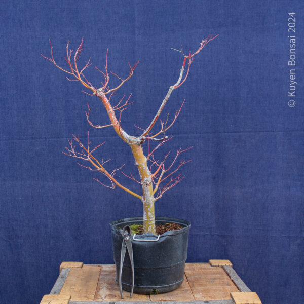 Acer palmatum #34 - Imagen 4