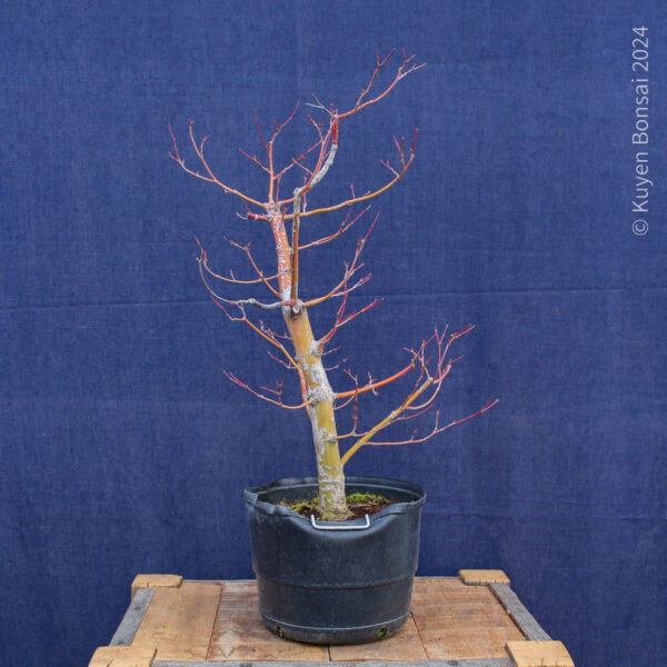 Acer palmatum #34 - Imagen 5