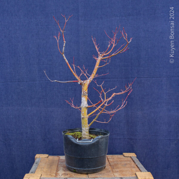 Acer palmatum #34 - Imagen 6