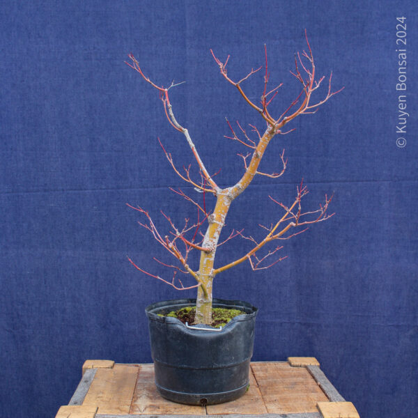 Acer palmatum #34 - Imagen 7