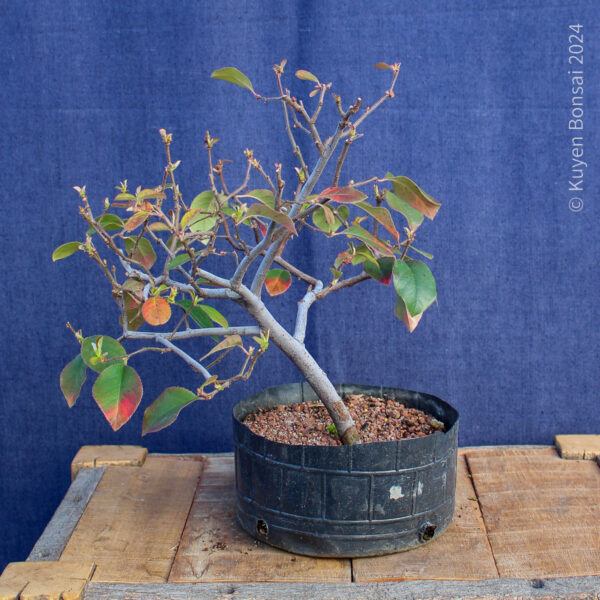 Pseudocydonia sinensis #4
