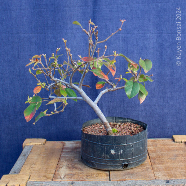 Pseudocydonia sinensis #4 - Imagen 2