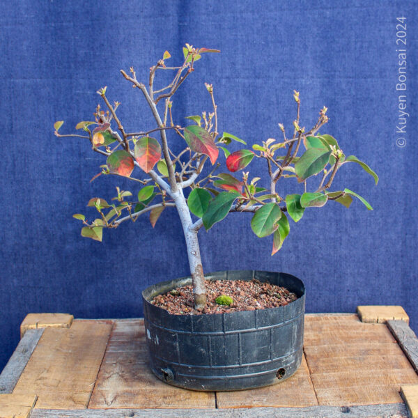 Pseudocydonia sinensis #4 - Imagen 3