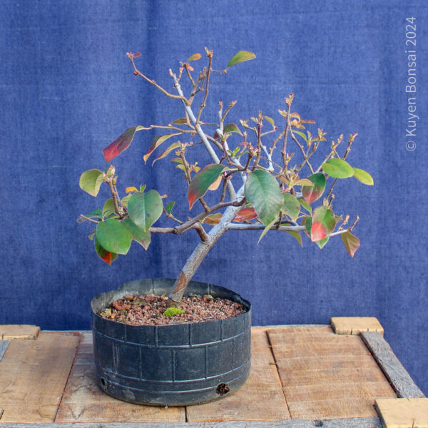 Pseudocydonia sinensis #4 - Imagen 4