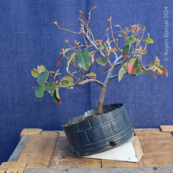 Pseudocydonia sinensis #4 - Imagen 5