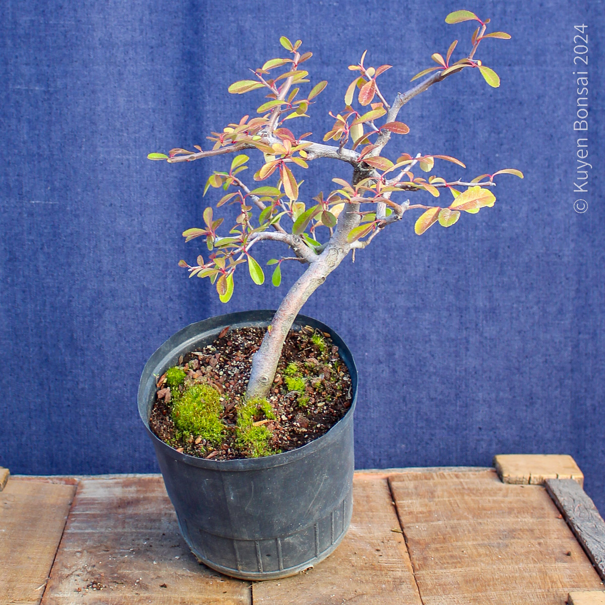 Pyracantha angustifolia #8 - Kuyen Bonsai