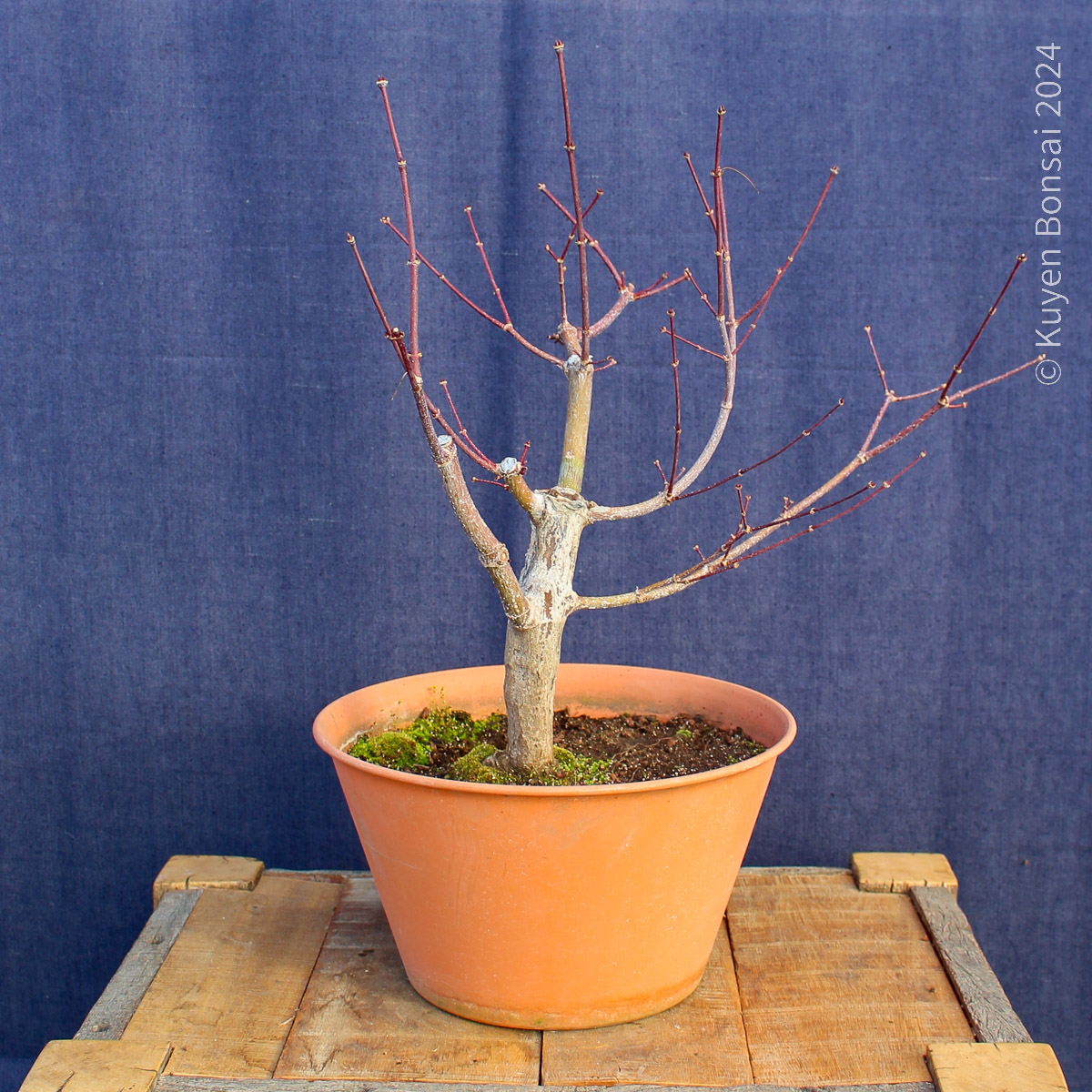 Acer palmatum "Trompenburg" #21 - Kuyen Bonsai