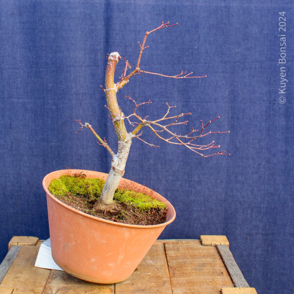 Acer palmatum "Trompenburg" #15