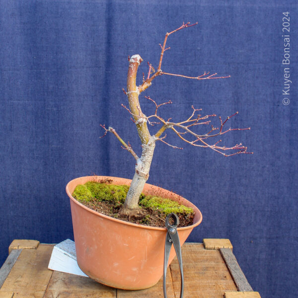 Acer palmatum "Trompenburg" #15 - Imagen 2